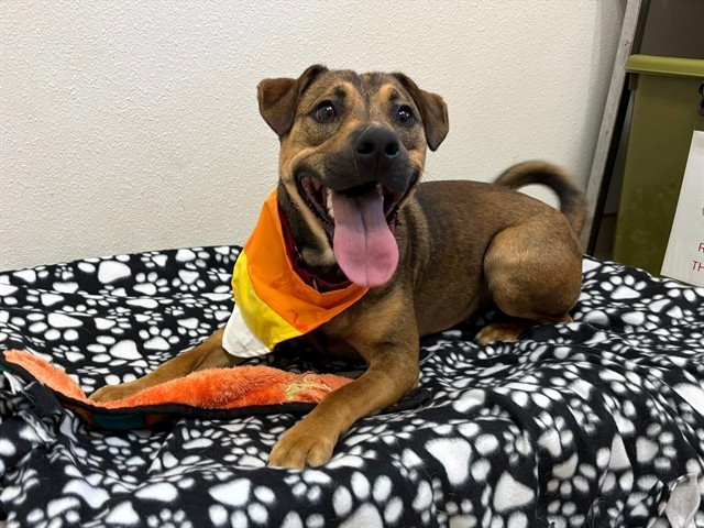 YOSHI, an adoptable German Shepherd Dog, Mixed Breed in McKinleyville, CA, 95519 | Photo Image 1