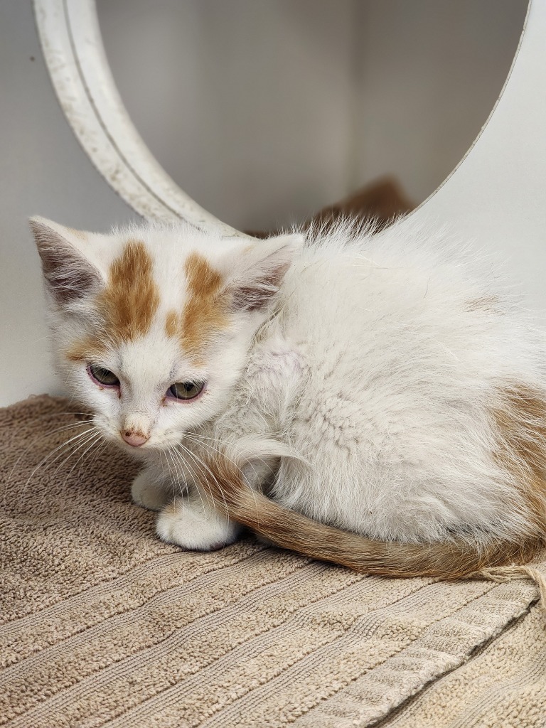 Noah, an adoptable Domestic Short Hair in Great Bend, KS, 67530 | Photo Image 1