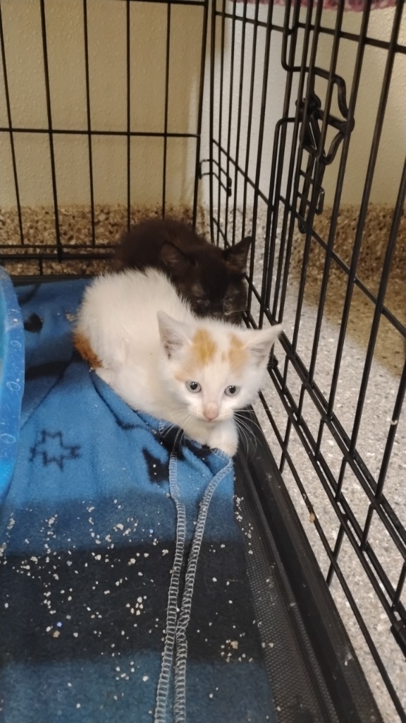Noah, an adoptable Domestic Short Hair in Great Bend, KS, 67530 | Photo Image 2