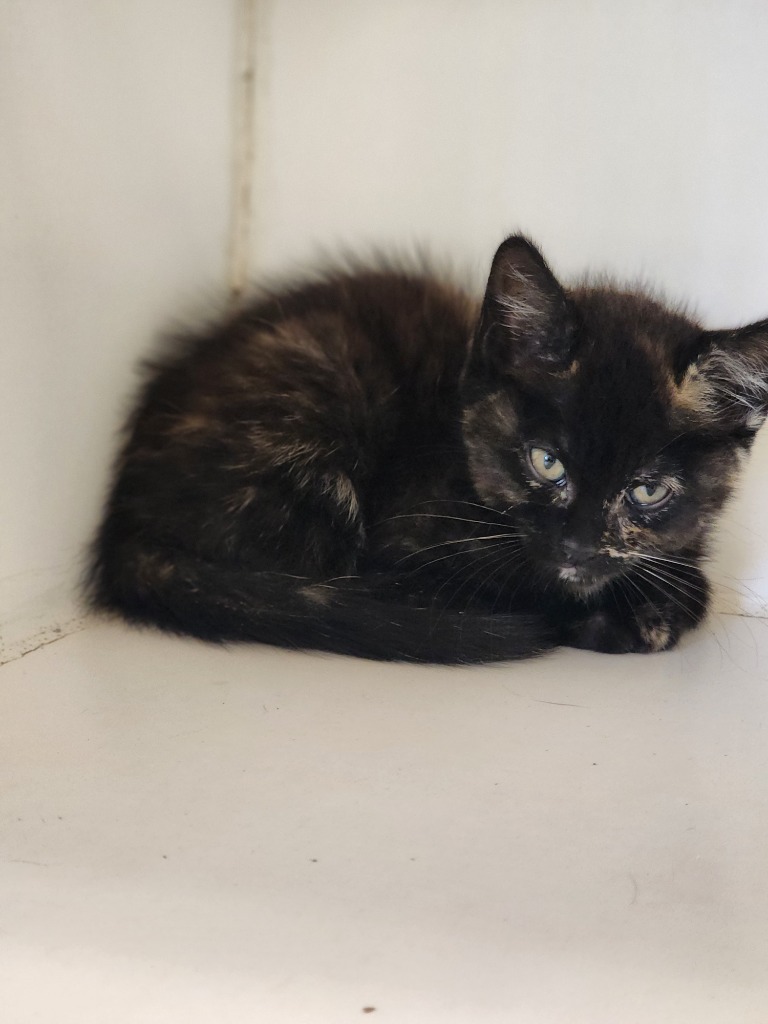 Eve, an adoptable Domestic Short Hair in Great Bend, KS, 67530 | Photo Image 1