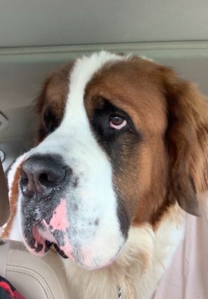 Gus is a gorgeous boy that is almost 3 yrs old He is neutered  UTD on vaccines We pulled