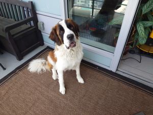 Beau is a beautiful Saint Bernard that just turned 2  is neutered  UTD on his vaccinations He was