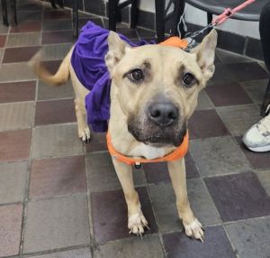 Skye Mixed Breed Dog