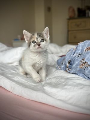 Lil Bean Domestic Short Hair Cat