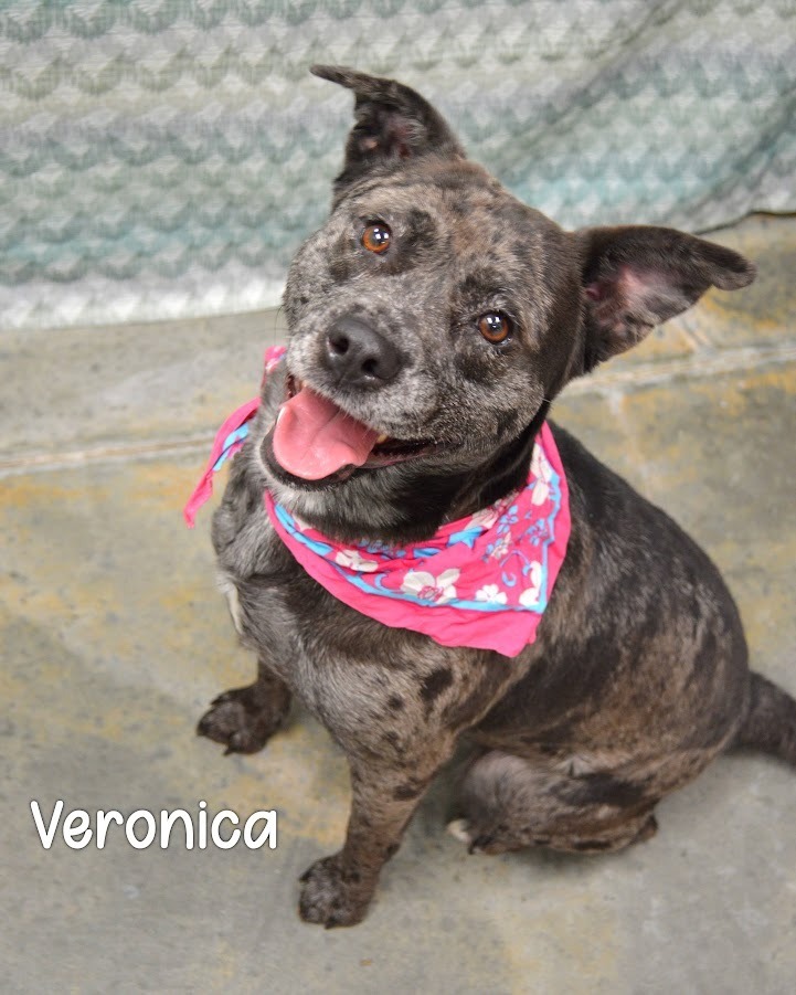 Veronica