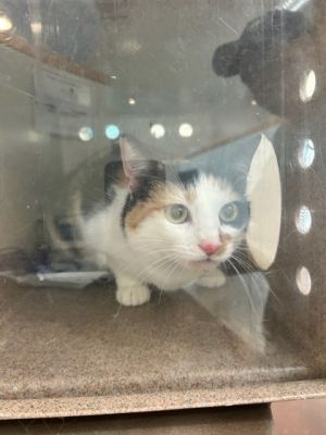 Penny Domestic Short Hair Cat