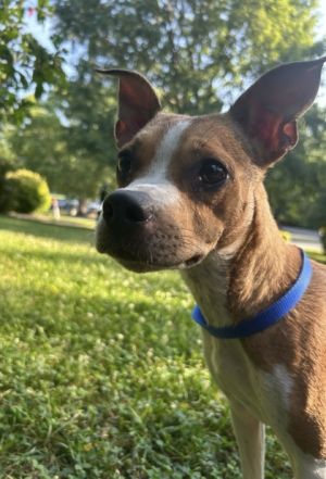 Prada Mixed Breed Dog