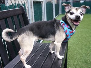 Tyler Mixed Breed Dog
