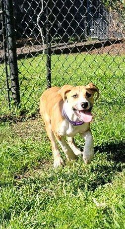 Dasher (Purple Collar)
