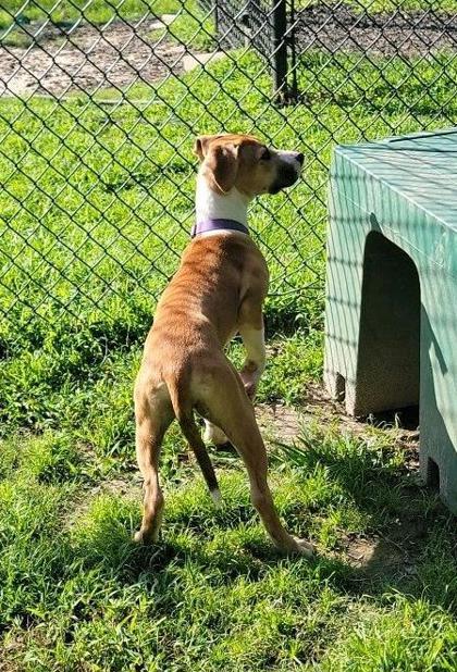 Dasher (Purple Collar)