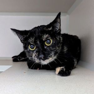 Blanket Domestic Short Hair Cat