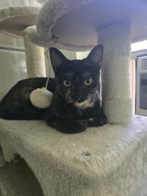 Blanket, Adult Female unknown