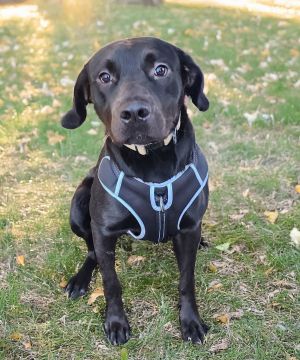 Huncho - Leader of the Snack Labrador Retriever Dog
