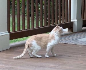 Biscuit - So Dough-lightful American Shorthair Cat