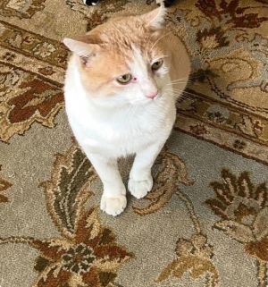Meet Dusty  He is the sweetest chuckle-headed big lug of a cat that you have ever met So gentle