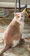 Dusty - Lovely - OH so grateful a cat! photo 1