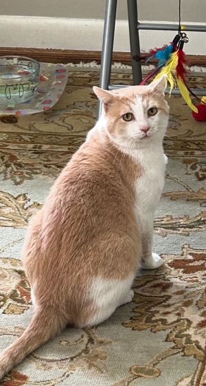 Dusty - Lovely - OH so grateful a cat!, Young Male unknown