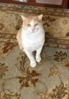 Dusty - Lovely - OH so grateful a cat! photo 2