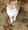 Dusty - Lovely - OH so grateful a cat! photo 3