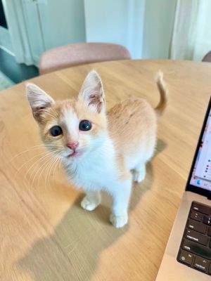 Willy Tabby Cat