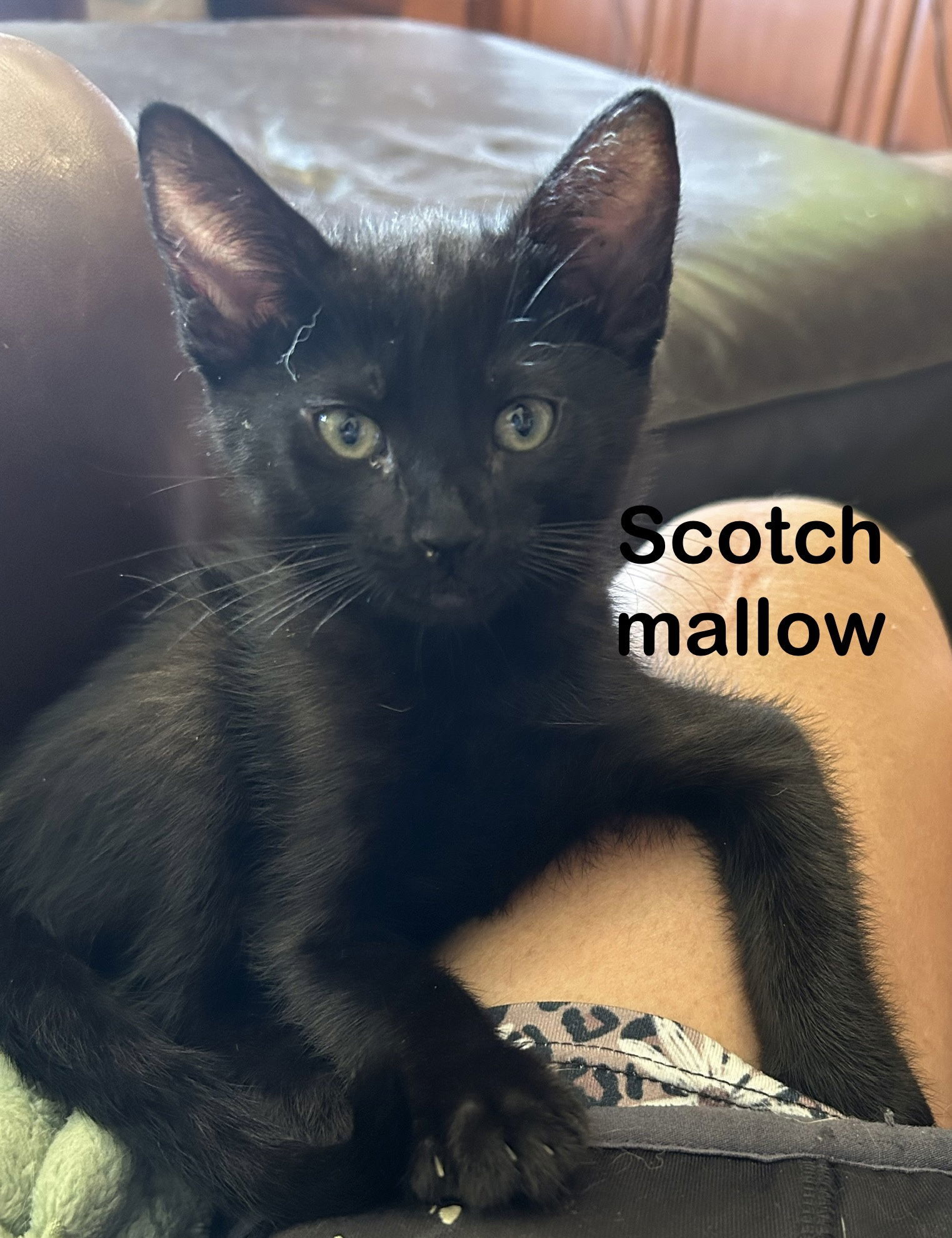 Scotchmallow