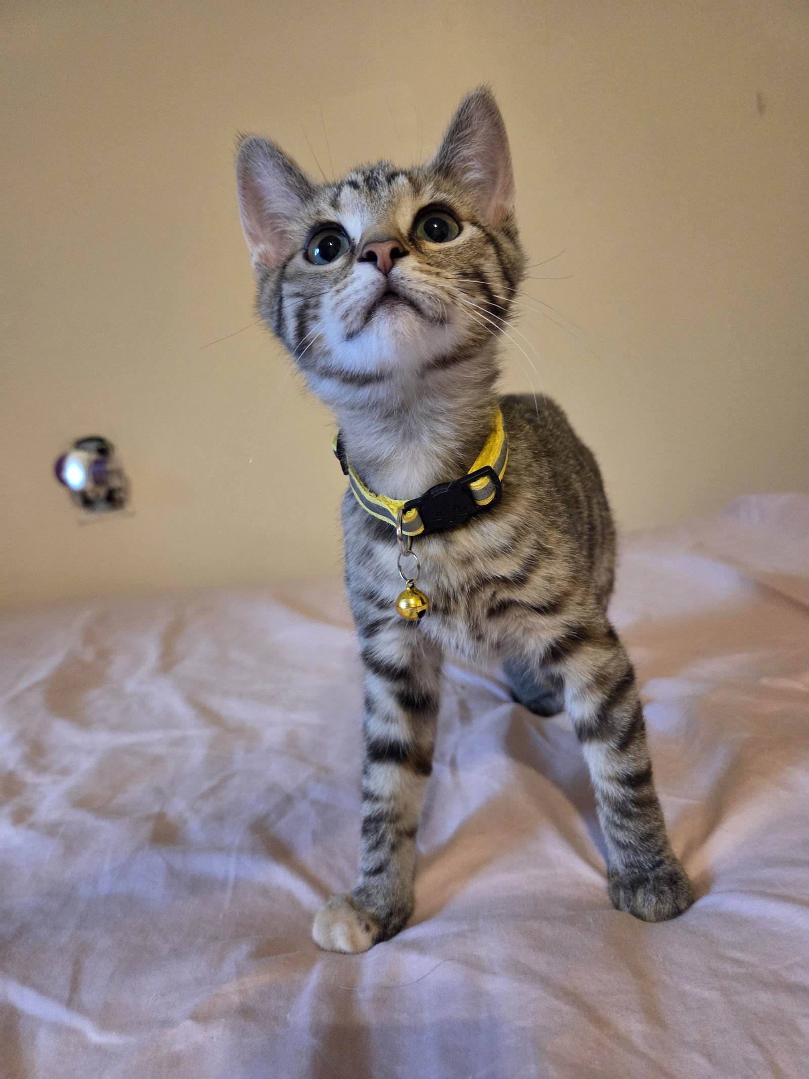Nova