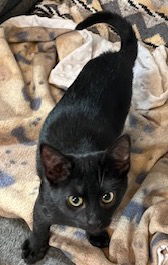 Pearl & Frida - Super close sisters Bombay Cat