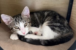 T-Rex - Small Kitten, Big Purrs Tabby Cat