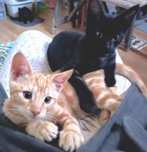 Nemo & Bubbles - Brothers & Besties Domestic Short Hair Cat