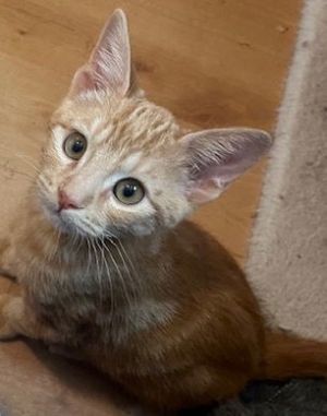 This sweet orange tabby was born in April and is ready for his forever home  Al