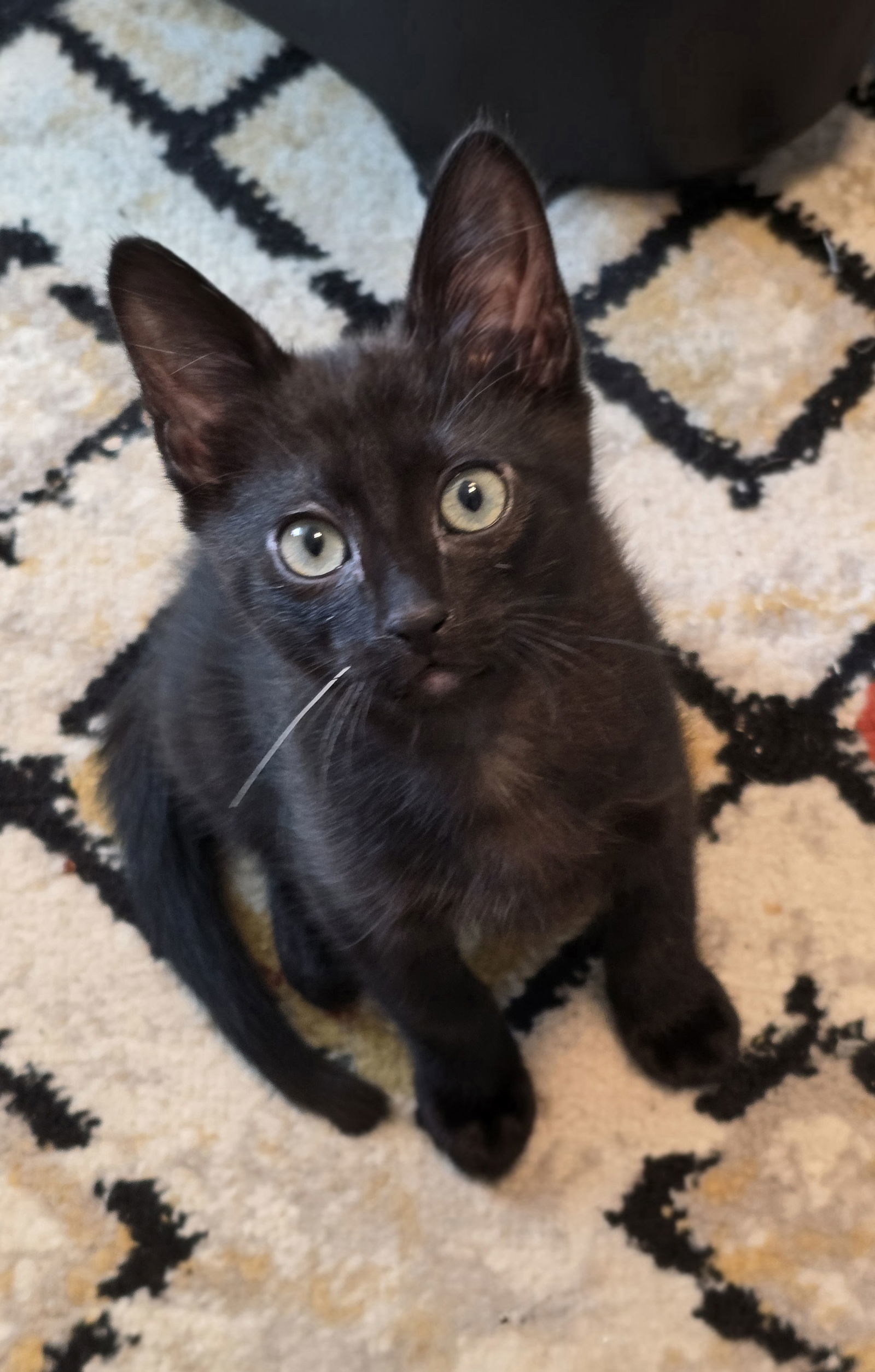 Ari