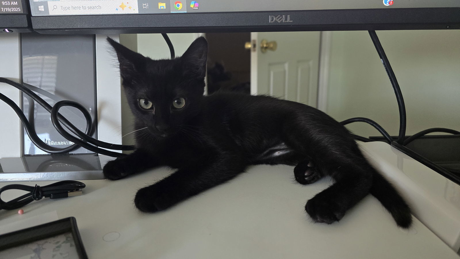 Ari