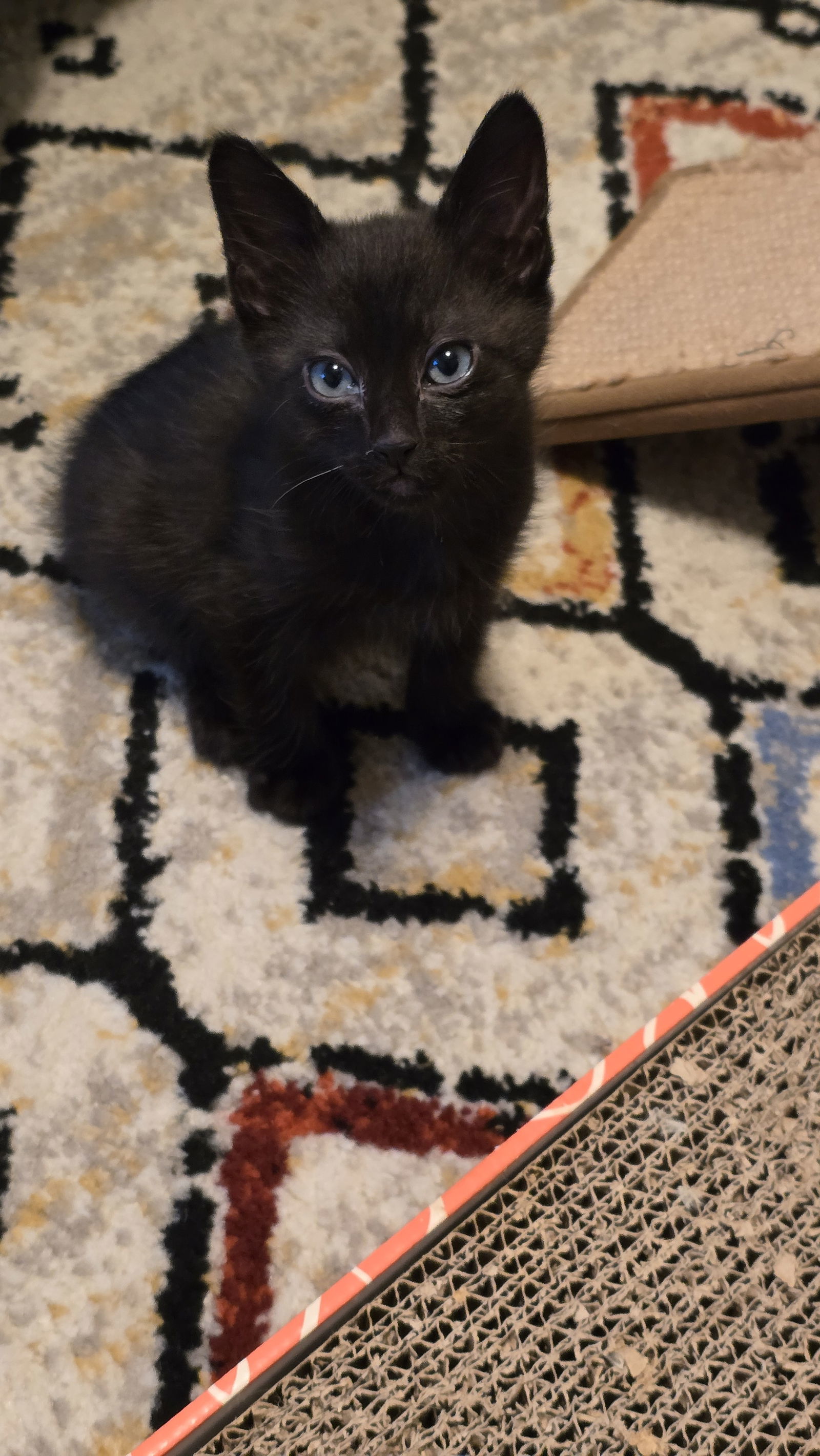 Ari