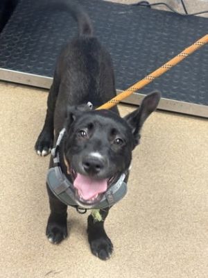 Shaw Mixed Breed Dog