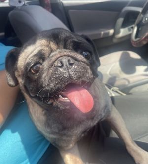 Snuffles-ADOPTED PA Mixed Breed Dog