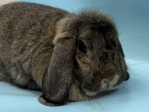 Bun Bun, Adult Female unknown
