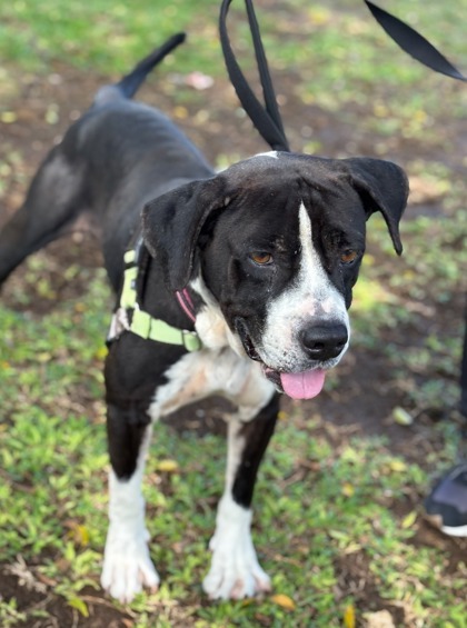 Silas, an adoptable Pit Bull Terrier, Mixed Breed in Honolulu, HI, 96826 | Photo Image 1