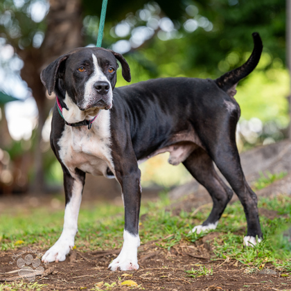 Silas, an adoptable Pit Bull Terrier, Mixed Breed in Honolulu, HI, 96826 | Photo Image 1