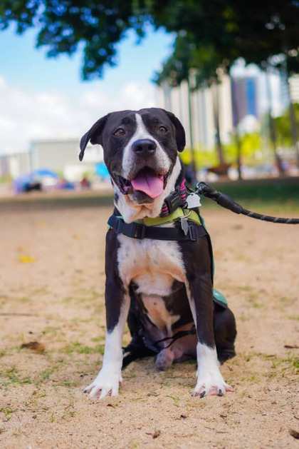 Silas, an adoptable Pit Bull Terrier, Mixed Breed in Honolulu, HI, 96826 | Photo Image 1