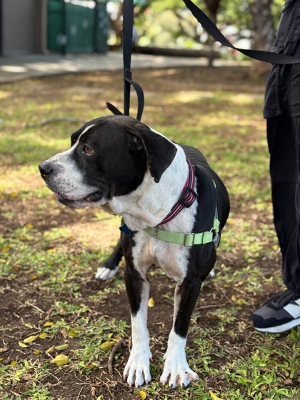 Silas, an adoptable Pit Bull Terrier, Mixed Breed in Honolulu, HI, 96826 | Photo Image 2