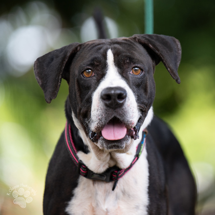 Silas, an adoptable Pit Bull Terrier, Mixed Breed in Honolulu, HI, 96826 | Photo Image 2