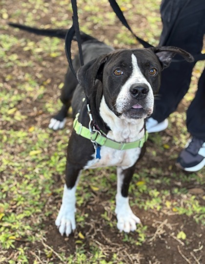 Silas, an adoptable Pit Bull Terrier, Mixed Breed in Honolulu, HI, 96826 | Photo Image 3
