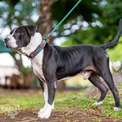 Silas, an adoptable Pit Bull Terrier, Mixed Breed in Honolulu, HI, 96826 | Photo Image 3