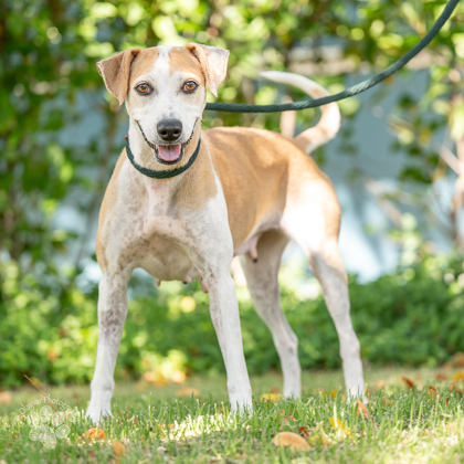 Willow, an adoptable Terrier, Mixed Breed in Honolulu, HI, 96826 | Photo Image 1