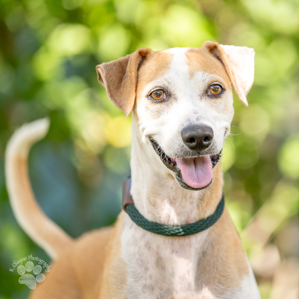 Willow, an adoptable Terrier, Mixed Breed in Honolulu, HI, 96826 | Photo Image 2