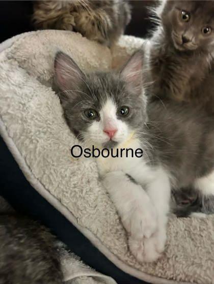 Osbourne, an adoptable Domestic Short Hair in Durango, CO, 81301 | Photo Image 1
