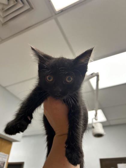 Perry, an adoptable Domestic Medium Hair, Domestic Short Hair in Durango, CO, 81301 | Photo Image 1