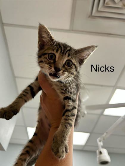 Nicks, an adoptable Domestic Short Hair in Durango, CO, 81301 | Photo Image 1
