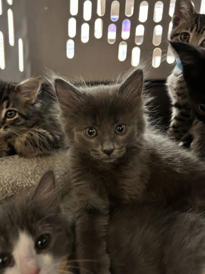 Kravitz, an adoptable Domestic Medium Hair, Domestic Short Hair in Durango, CO, 81301 | Photo Image 1