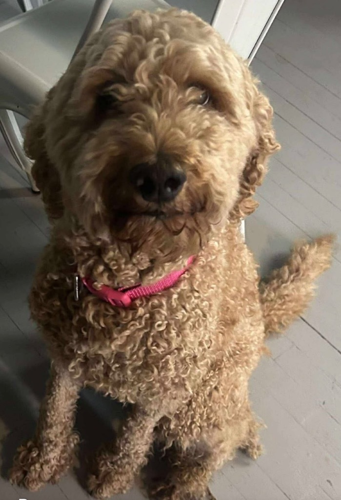 Sadie, an adoptable Poodle, Golden Retriever in Hastings, NE, 68901 | Photo Image 1